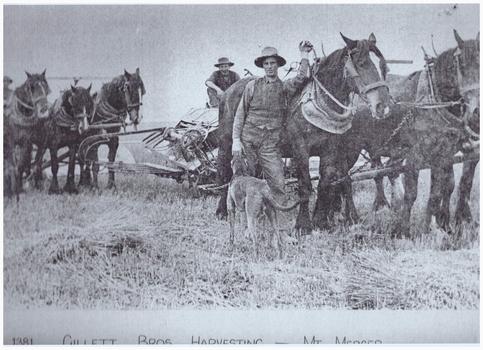 Men harvesting a crop.