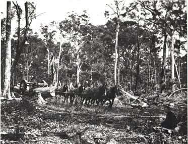 Hauling logs in the bush.