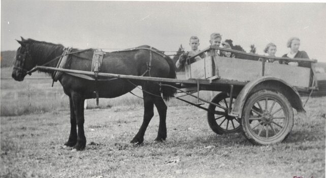 Children in a horsedrawn cart.