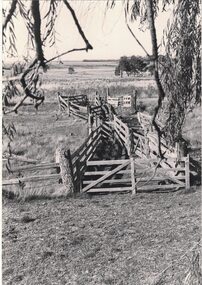 Post and rail sheep yards.