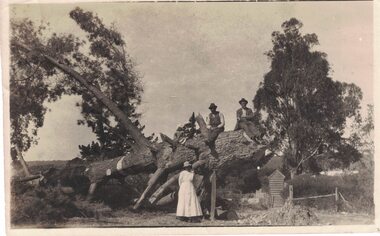 People at a fallen tree.