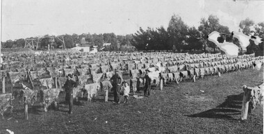 Photograph, O'Beirne's skin drying racks, Linton