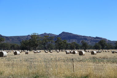 The image shows approximately 40 round hay bales in a paddock of remnant trees.  There is a rocky mountain landscape in the background. 