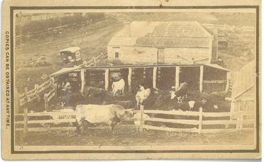 Photograph, Dairy Farm Bacchus Marsh District 1883