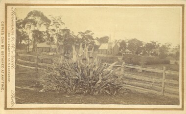 Photograph, Agave Americana plant with view of Anglican and Presbyterian Churches in background, Bacchus Marsh 1883