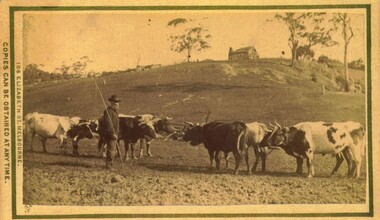 Photograph, Bullocks in paddock, near Bacchus Marsh 1883