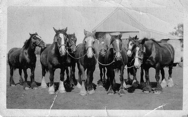 Photograph, Archie Burke's Ploughing Team Dooboobetic