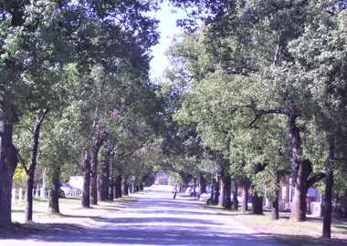 Photograph, Nathalia Avenue of Honour, 2006