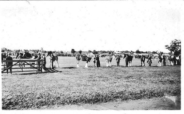 Photograph, Working horses Donald Show 1952