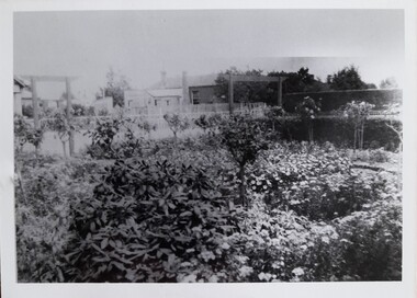 Work on paper - Photograph, Hymettus Cottage Garden c. 1928