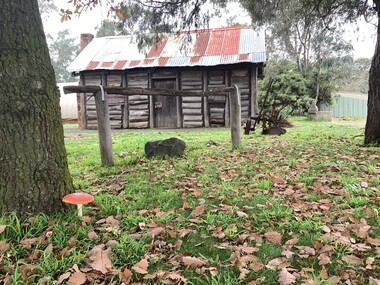 A picture taken in winter 2026 of the Broadford Historical replica slab hut with a beautiful fly agaric mushroom in the foreground