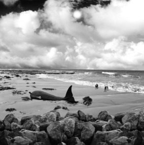 Photograph, Hayley Millar-Baker, 'Untitled (The circumstances are that a whale had come on shore)' (from 'A Series of Unwarranted Events'), 2018