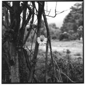 Photograph, George Mifsud, 'Larundel No. 16 [Hibiscus]', 2005