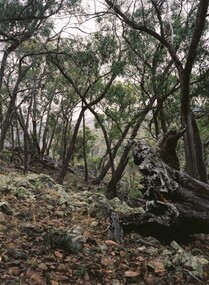 Photograph, Alan Stewart, 'Escape 1, Taungurung', 2021