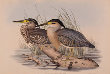 Artwork, other - Ardetta Stagnatiles, John Gould