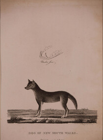 Artwork, other - Dog of New South Wales 1789, P . Mazell