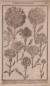 Artwork, other - [Examples of the Carnation Family] 1629, John Parkinson