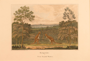 Artwork, other - [Kangaroos] of New South Wales, James Wallis