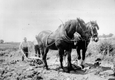 Two Clydesdale horses attached to harness, pulling a plough, with two men walking behind.