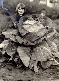 Young child standing behind a very large cabbage, almost as tall as she is