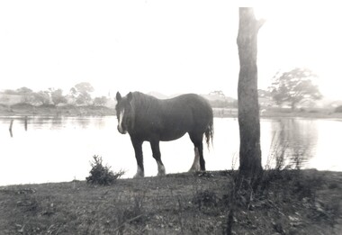 Black and white image of a horse standing by a lake, next to a tree trunk