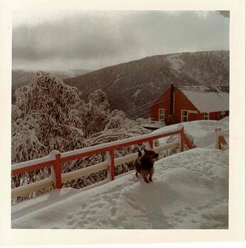 Small dog on a snow covered balcony. Part of lodge building in the background.