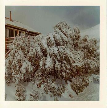 Bowna Lodge with snow on the roof and tree laden with snow in the foreground