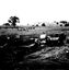 Preparation for the bridge in the foreground. Cattle grazing in the background.