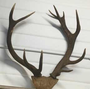 Antlers formerly mounted on wall at Koki Lodge