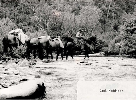 Jack Maddison leading horses on the High Plains