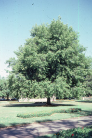 Slide - Colour transparency