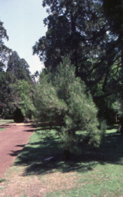 Slide - Colour transparency