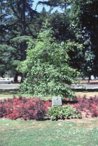 Slide - Colour transparency