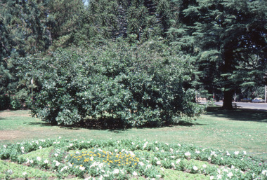 Slide - Colour transparency
