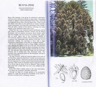 Work on paper - Bunya Pine, Unknown. No reference or page number given. [Research very likely done by Doctor John Garner C 2011.]