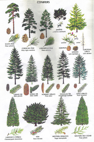 Work on paper - Different Kinds of Conifers, extract from THIS ENGLAND Magazine undated, Unknown.  Information given: THIS ENGLAND, Winter? p.38