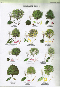 Work on paper - Broadleaved Trees, This England, Spring 2009, Spring, 2009