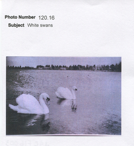 Work on paper - White Swans on Lake Wendouree and the Problem with Comerants 24/12/1890, Bird Life on Lake Wendouree, Ballarat, Victoria