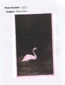 Work on paper - A White Swan, Lake Wendouree, Ballarat, A White Swan No Longer Seen at the Lake