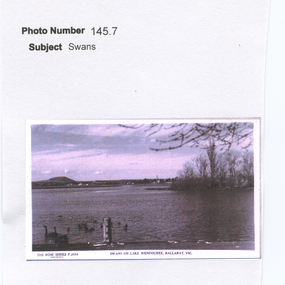 Work on paper - Swans on Lake Wendouree, Ballarat, Victoria, The Black Swans of the Lake