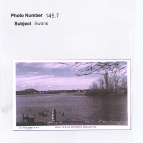 Work on paper - Swans on Lake Wendouree, Ballarat, Victoria, The Black Swans of the Lake
