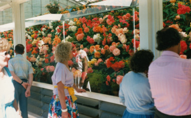 Photograph - Digital image, Viewing begonias in Cuthbert House