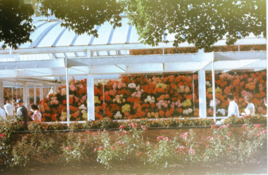 Photograph - Digital image, Cuthbert House begonia display