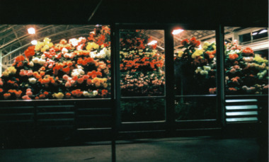 Photograph - Digital image, Cuthbert House begonia display at night