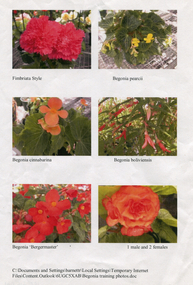 Work on paper - Six Pictures of Begonias, Stunning Begonias