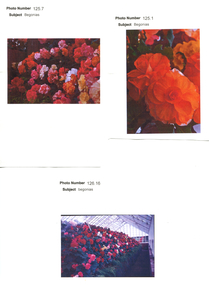 Work on paper - Begonias in the Ballarat Botanical Gardens, Begonias on Show