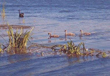 Photograph - Swan and Cygnets, taken by Lloyd Jones, Lake Wendouree, Ballarat, Victoria