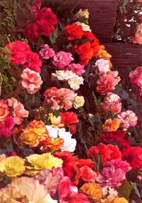 Photograph - Beautiful Begonias taken by Lloyd Jones, Ballarat Botanical Gardens, Victoria