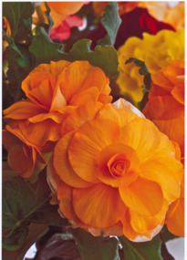 Photograph - Digital image TIFF, Begonia bloom
