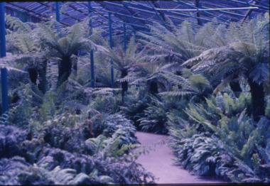 Photograph - Digital image, Fernery at Ballarat Botanical Gardens